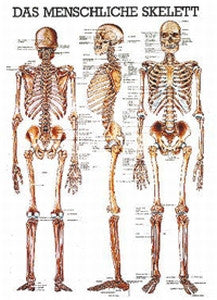 Kartta Anatominen Rankamalli - Fysioterapia ja kuntoutus - 169346 - 1